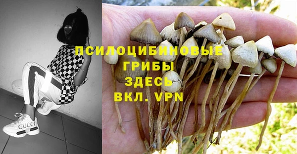 PSILOCYBIN Покров